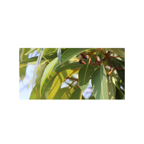 Essence - Fragrance Eucalyptus 1 litre